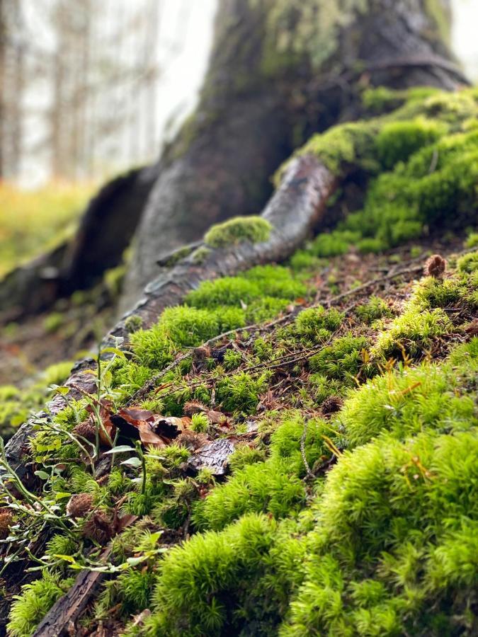 No 19 In The Black Forest ザンクト・ブラージエン エクステリア 写真