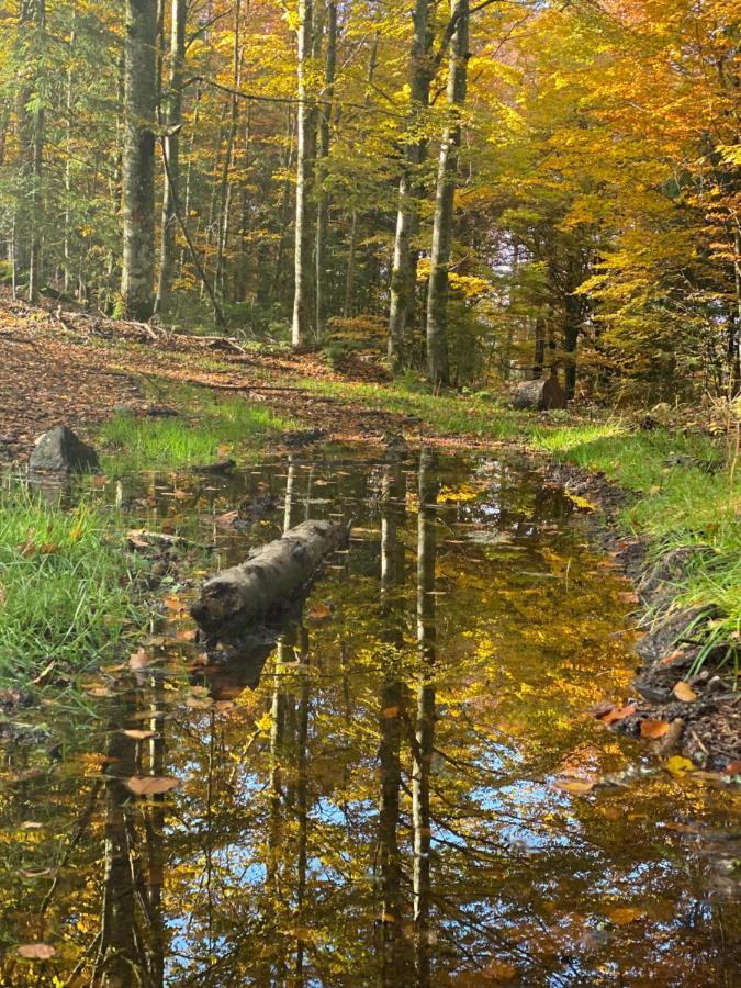 No 19 In The Black Forest ザンクト・ブラージエン エクステリア 写真